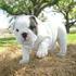 impressionante Inglês Bulldog cachorros para adopção