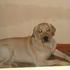Hermoso Labrador Retriever "Busca Novia"