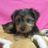 cute male and female yorkie puppies for free adoption