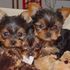 yorkie puppies
