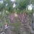 PALMERAS