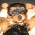 yorkshire terrier macho 2 meses con pedigree