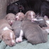 cachorros american stanfford