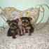 TCUP YORKIE PUPIES FOR ADOPTION