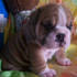 CUTE Y PRECIOSA BULLDOG INGLES cs listos para su aprobación