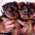 cachorros yorkie para adoção