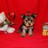 Yorkshire Terrier cachorros Listos Para Nuevas Viviendas