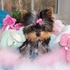 Yorkie cachorros para boas casas