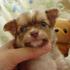 Cute Chihuahua cachorros para adopção