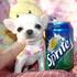 afetuoso chihuahua puppies