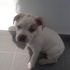 cadelinha pit bull 8 semanas