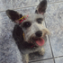 Schnauzer Mini 11 Meses Y Medio Hembra! Se Escuchan Ofertas!