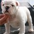 Inglês Bulldog cachorros para venda