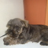 venta de cachorritos schnauzer 