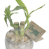 Bambú chino de la suerte - Plantas decorativas