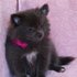Pomerânia e filhotes de cachorro de Chihuahua para a venda.