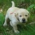 adorable labrador bebé para adopção 100€