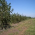 Casuarinas, robles, eucaliptos. Vivero mayorista de forestales 
