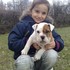 	adorable cachorro bulldog Inglés para su aprobación,