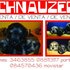 VENDO SCHNAUZER MINIATURA 