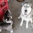 Hermosos cachorros husky