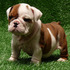 English Bulldog puppies,-price reduced