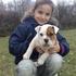 Inglés adorable bulldog cachorros disponibles de forma gratuita,