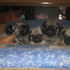 VENDO HERMOSOS CACHORROS PUG