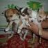 chihuahua cachorros Yorkie Angélico y
