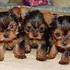 Cálido y acogedor y chihuahua cachorros Yorkie - Mascotas - Málaga - Todo