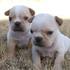 saludables cachorros bulldog francés para su aprobación