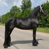 Millo castrado Friesian a venda.