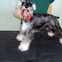 CURSOS DE PELUQUERIA CANINA COMERCIAL EN BOGOTA - Distrito Capital - Caracas