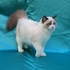 GATOS RAGDOLL, MAINNE COON , PERSAS , EXÓTICOS E AMERICAN SHORTHAIR