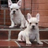 BULLDOG FRNCÊS, BULLDOG INGLÊS, SPITZ ALEMÃO, YORKSHIRE, E CHIHUAH 