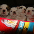 bulldog ingles cachorros