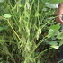 VENDO  HACIENDA  AGRICOLA  EN BOLIVIA :