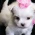 Adorable Maltese puppies for sale - look how cute!