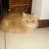 Vendo hermosas gatitas persas