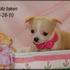 cachorros chihuahua