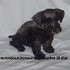 VENDO SCHNAUZER MINI HEMBRA