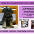 VENDO SCHNAUZER MINIATURA HEMBRA