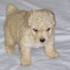VENDO CACHORRITO POODLE