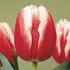 VENDO BULBOS DE TULIPÁN