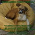 PERRITA EN ADOPCION!!! no se vendee