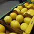 SWEET TROPICAL SA FRUTAS TROPICALES 
