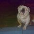"Busco novia" bulldog ingles reproductor 