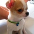 chihuahua lindo filhote à procura de um novo lar....