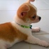  lindo chihuahua filhote à procura de um novo lar.