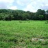 GANGA - Lote en Guanacaste